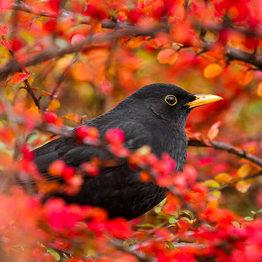 themenwelt vogel kachel amsel 540x540